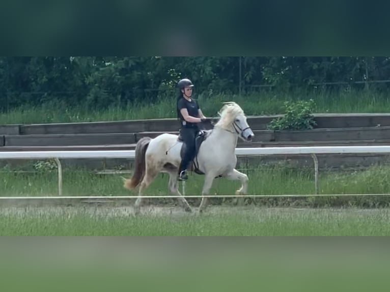 Pony Islandese Castrone 10 Anni 140 cm Grigio in Stapelfeld