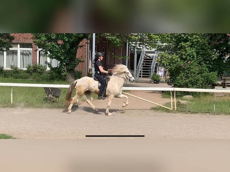 Pony Islandese Castrone 10 Anni 140 cm Grigio in Stapelfeld