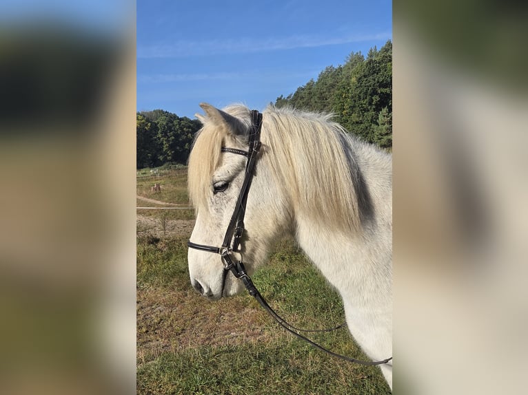 Pony Islandese Castrone 10 Anni 140 cm Grigio in Buchholz in der Nordheide
