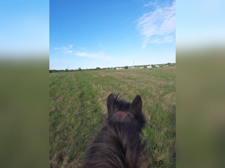 Pony Islandese Castrone 10 Anni 140 cm Morello in Drozdowo