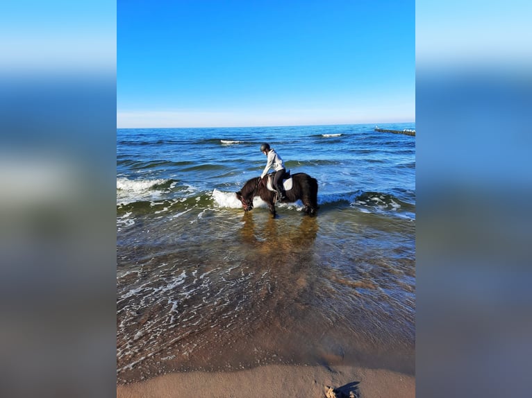 Pony Islandese Castrone 10 Anni 140 cm Morello in Drozdowo