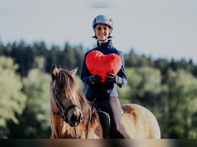Pony Islandese Castrone 10 Anni 142 cm Pelle di daino in Taufkirchen/Trattnach