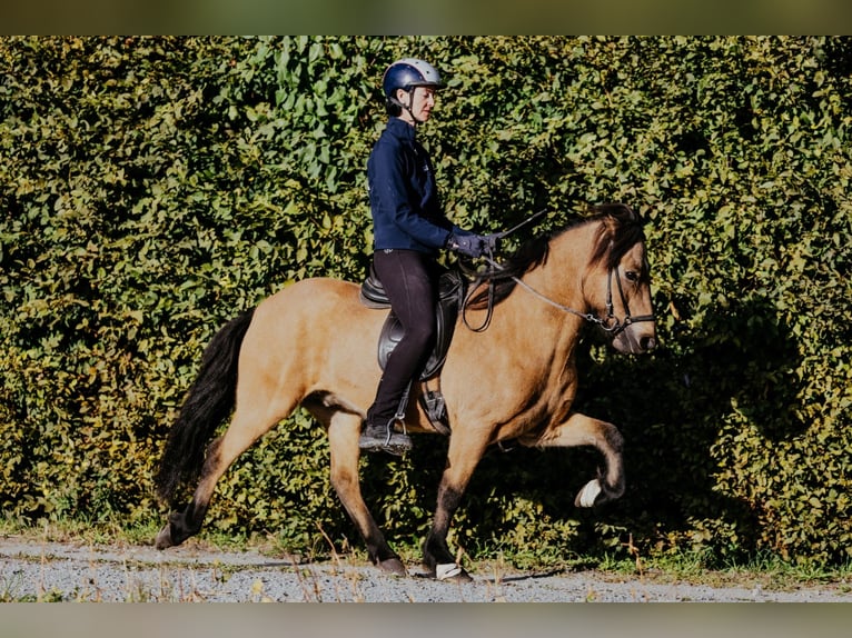Pony Islandese Castrone 10 Anni 142 cm Pelle di daino in Taufkirchen/Trattnach