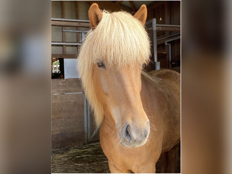 Pony Islandese Castrone 10 Anni 142 cm Sauro in Iffwil Pony Islandese Castrone 10 Anni 142 cm Sauro in Iffwil
