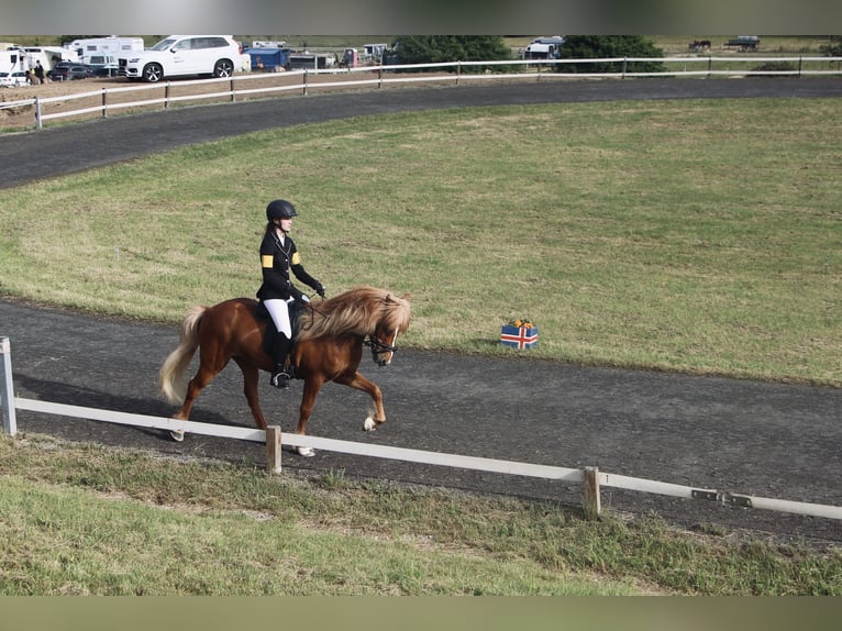 Pony Islandese Castrone 10 Anni 143 cm Sauro in Rotenburg an der Fulda