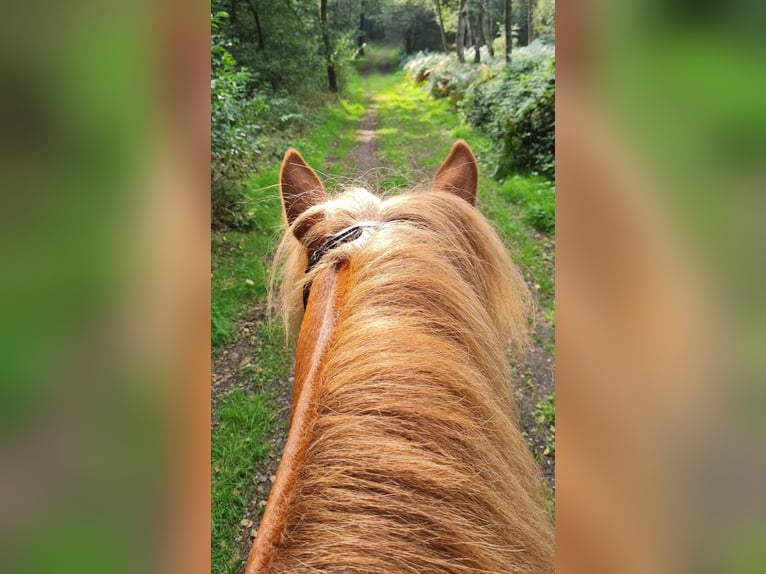 Pony Islandese Castrone 10 Anni 143 cm Sauro scuro in Straelen