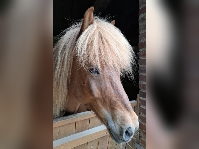 Pony Islandese Castrone 10 Anni 143 cm Sauro scuro in Straelen
