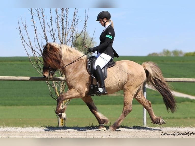 Pony Islandese Castrone 10 Anni 144 cm Falbo in Fichtenau