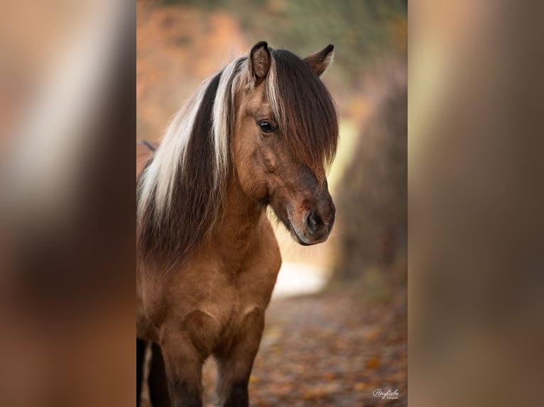 Pony Islandese Castrone 10 Anni 144 cm Falbo in Fichtenau