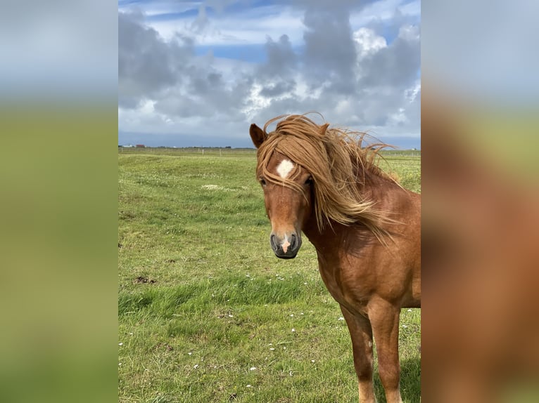 Pony Islandese Castrone 10 Anni 145 cm Sauro in Gerasdorf am Steinfeld