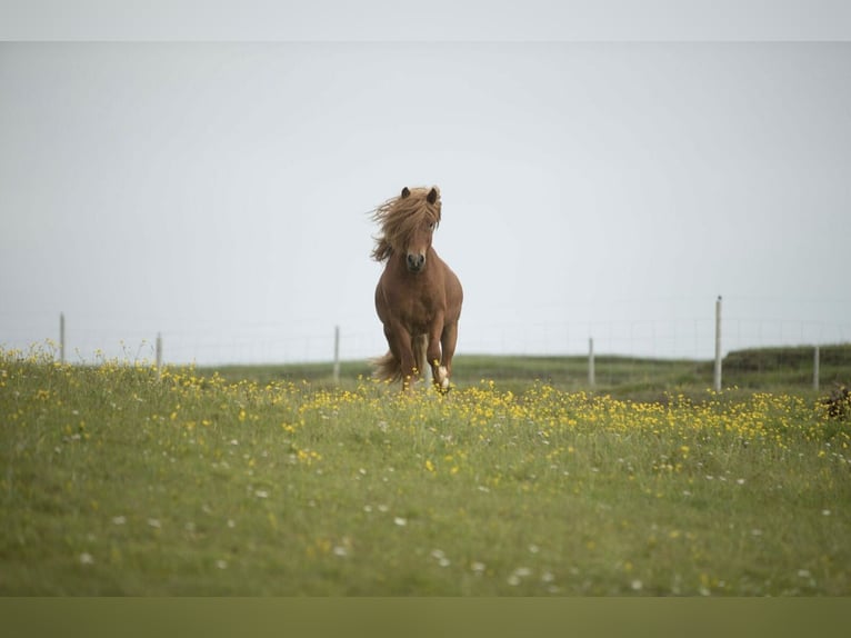 Pony Islandese Castrone 10 Anni 145 cm Sauro in Gerasdorf am Steinfeld