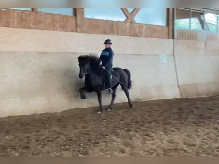Pony Islandese Castrone 10 Anni 147 cm Morello in Pr&#xE4;bichl