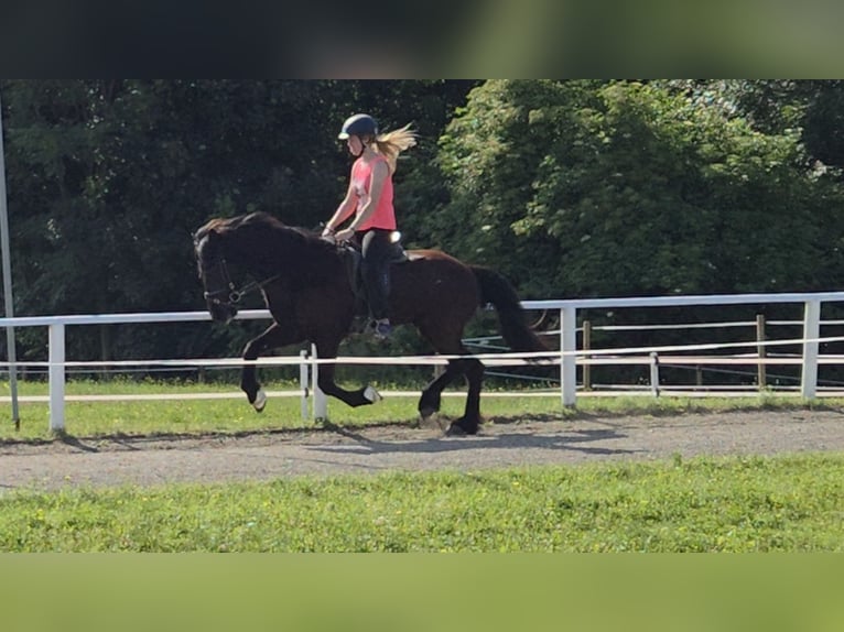 Pony Islandese Castrone 10 Anni 147 cm Morello in Pr&#xE4;bichl