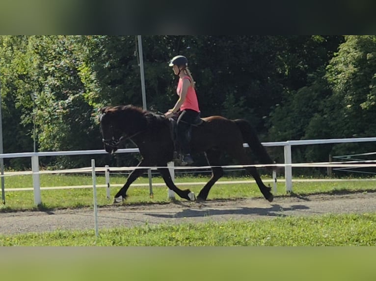 Pony Islandese Castrone 10 Anni 147 cm Morello in Pr&#xE4;bichl