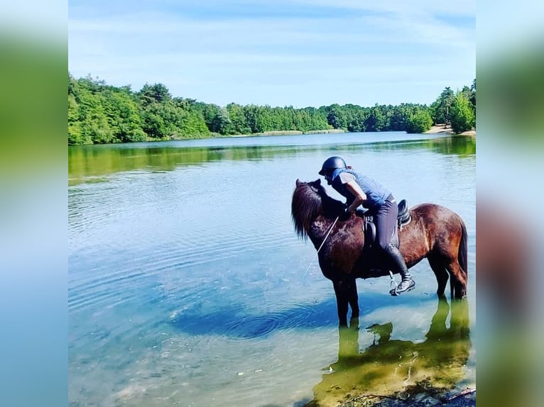 Pony Islandese Castrone 10 Anni 147 cm Morello in Rastede
