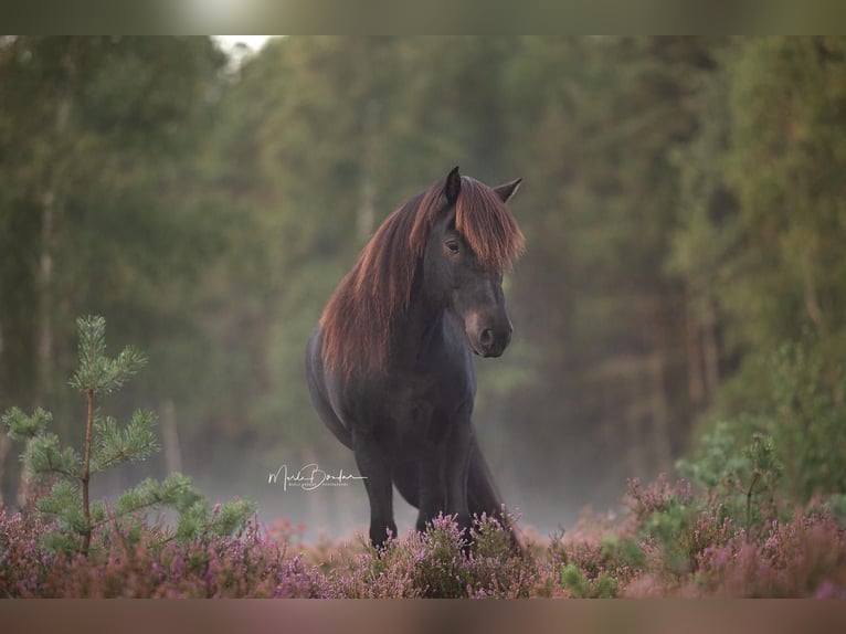 Pony Islandese Castrone 10 Anni 147 cm Morello in Rastede