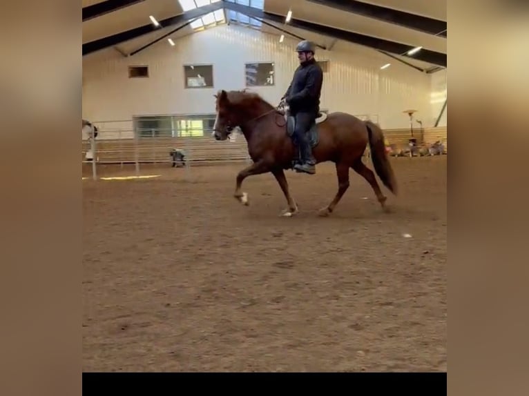 Pony Islandese Castrone 10 Anni 147 cm Sauro in Borganes