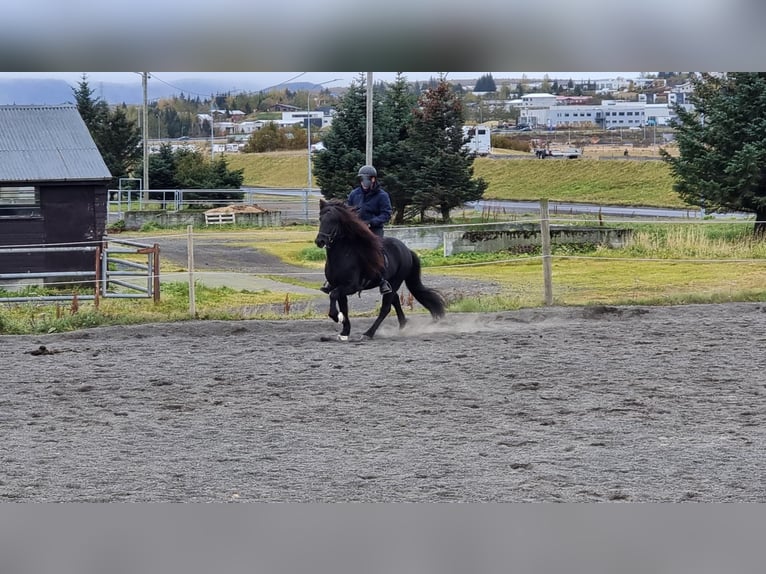 Pony Islandese Castrone 10 Anni 148 cm Baio nero in Friedberg