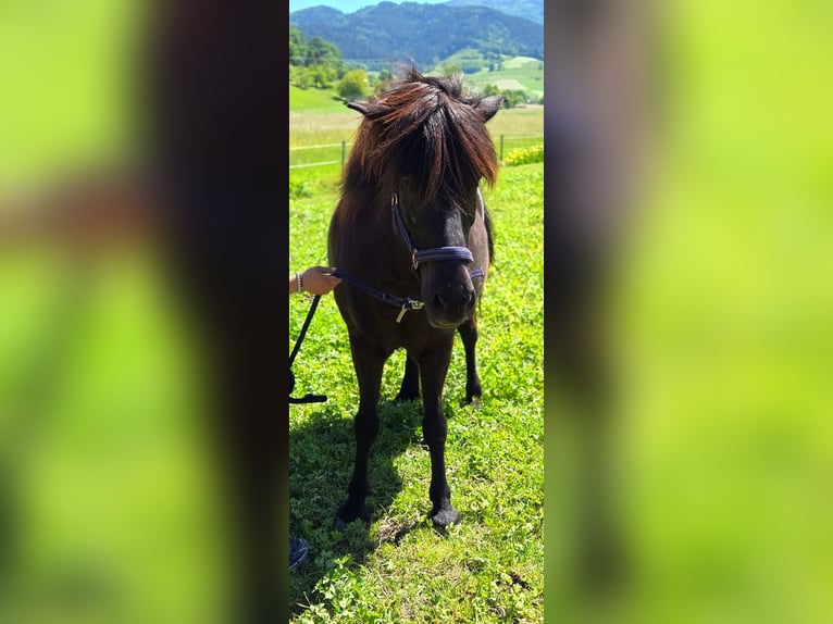 Pony Islandese Castrone 10 Anni 148 cm Morello in Münstertal