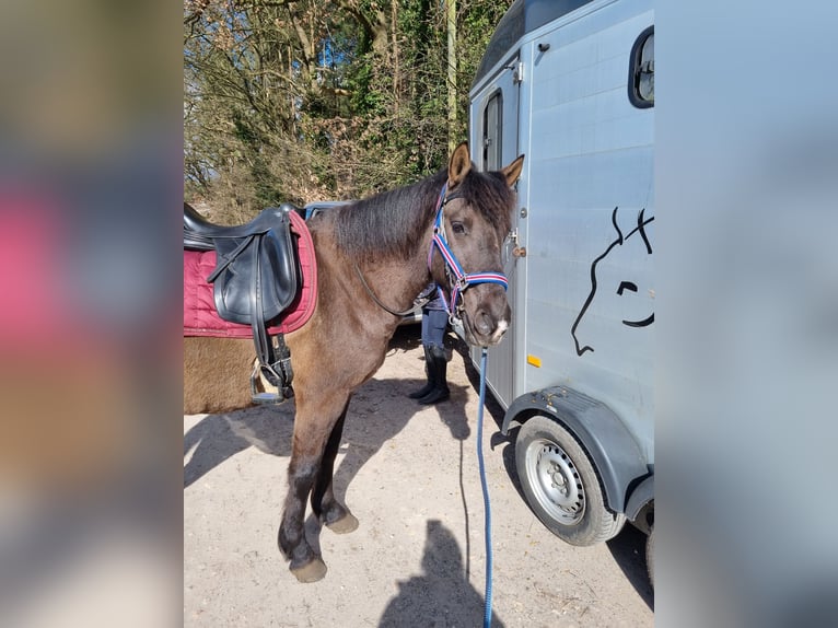 Pony Islandese Mix Castrone 10 Anni 150 cm Morello in Winsen (Aller)