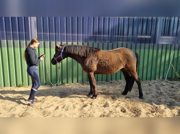 Pony Islandese Mix Castrone 10 Anni 150 cm Morello in Winsen (Aller)