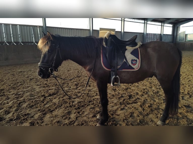 Pony Islandese Mix Castrone 10 Anni 150 cm Morello in Winsen (Aller)