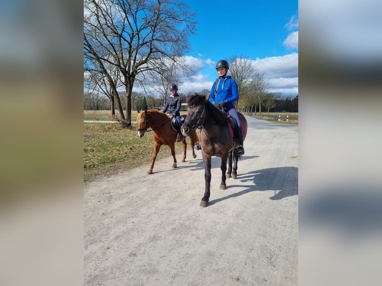 Pony Islandese Mix Castrone 10 Anni 150 cm Morello in Winsen (Aller)