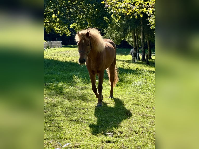 Pony Islandese Castrone 10 Anni 150 cm Sauro in Königswinter
