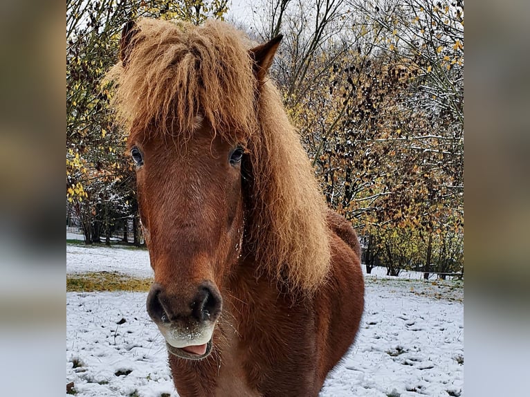 Pony Islandese Castrone 10 Anni 150 cm Sauro in Königswinter