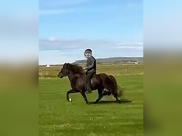 Pony Islandese Castrone 10 Anni Morello in Süd-Island