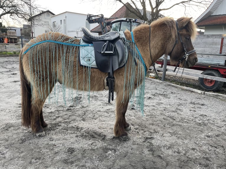 Pony Islandese Castrone 11 Anni 134 cm Falbo in Höchst