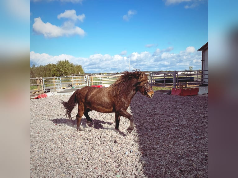 Pony Islandese Castrone 11 Anni 135 cm Baio in Trier