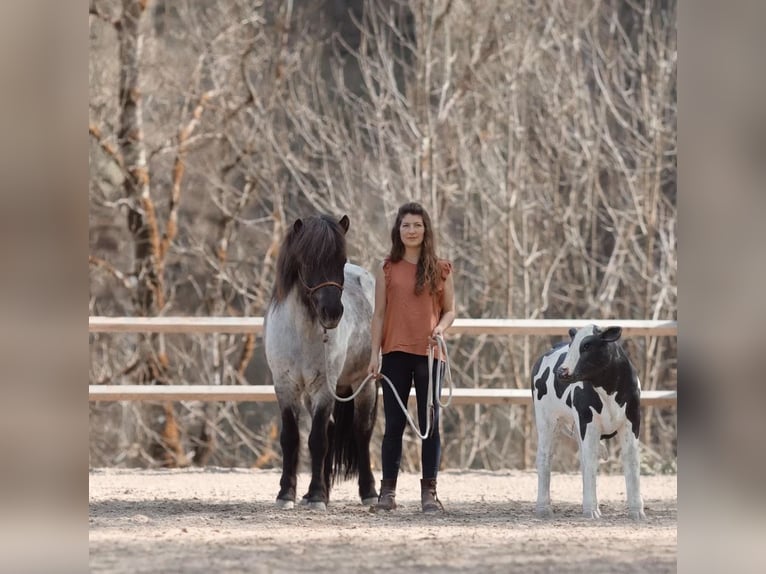 Pony Islandese Castrone 11 Anni 135 cm Roano blu in Sonntag