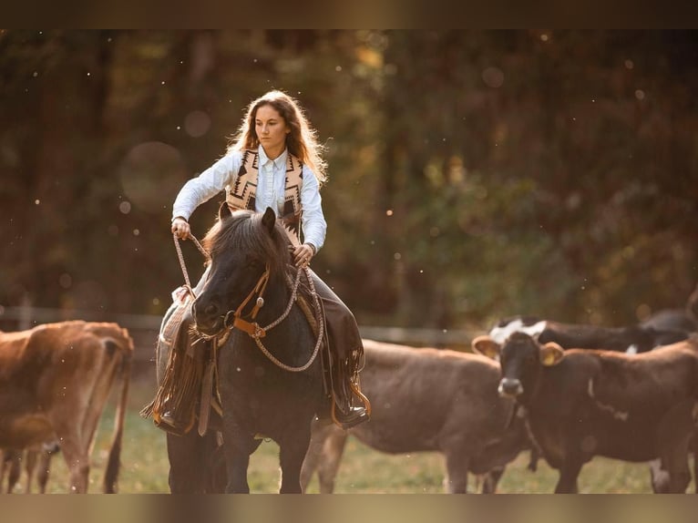 Pony Islandese Castrone 11 Anni 135 cm Roano blu in Sonntag