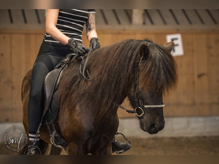 Pony Islandese Castrone 11 Anni 137 cm Morello in Bangerten b. Dieterswil