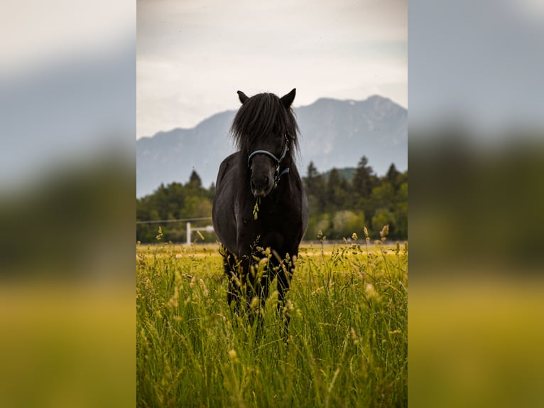 Pony Islandese Castrone 11 Anni 137 cm Morello in Bangerten b. Dieterswil
