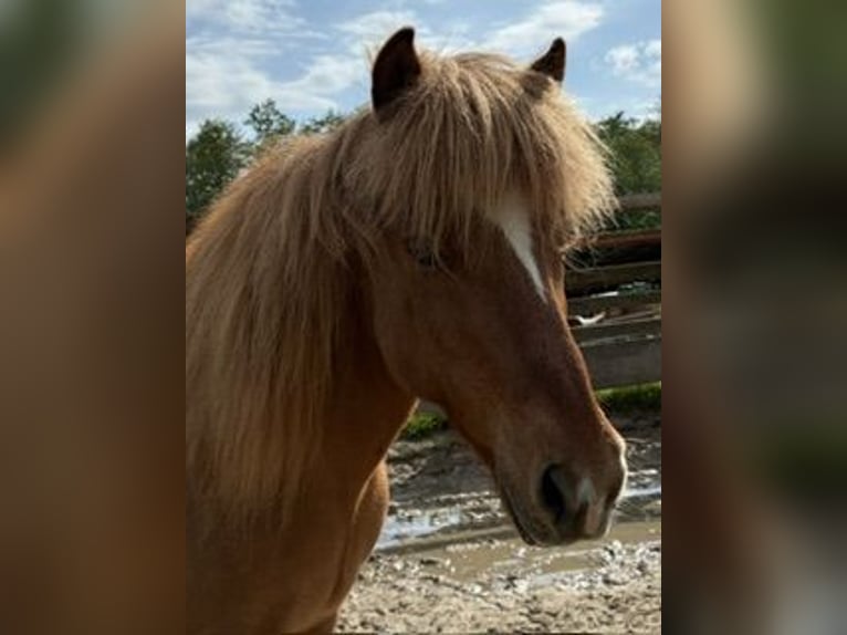 Pony Islandese Castrone 11 Anni 137 cm Sauro in Melle