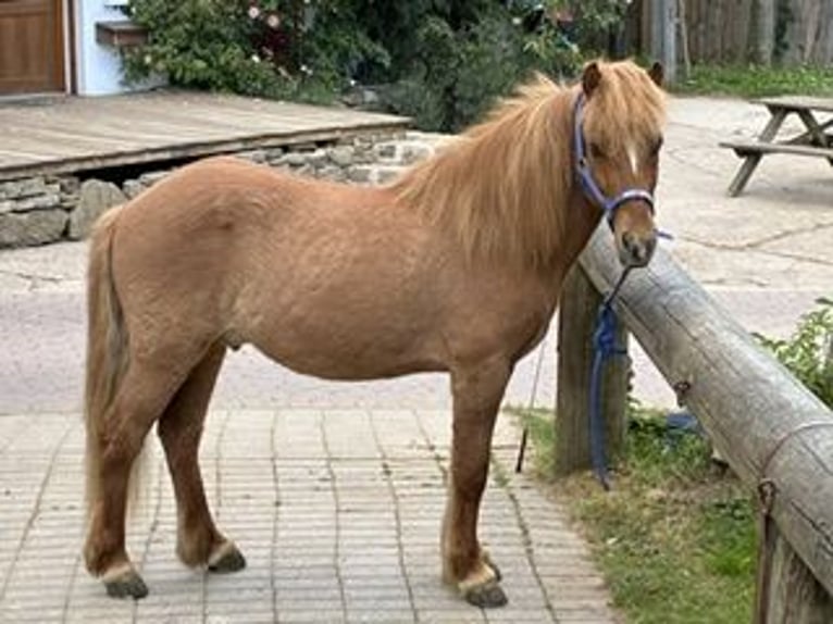 Pony Islandese Castrone 11 Anni 137 cm Sauro in Melle