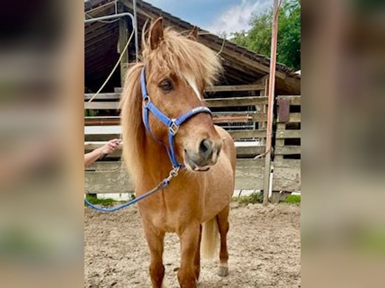 Pony Islandese Castrone 11 Anni 137 cm Sauro in Melle