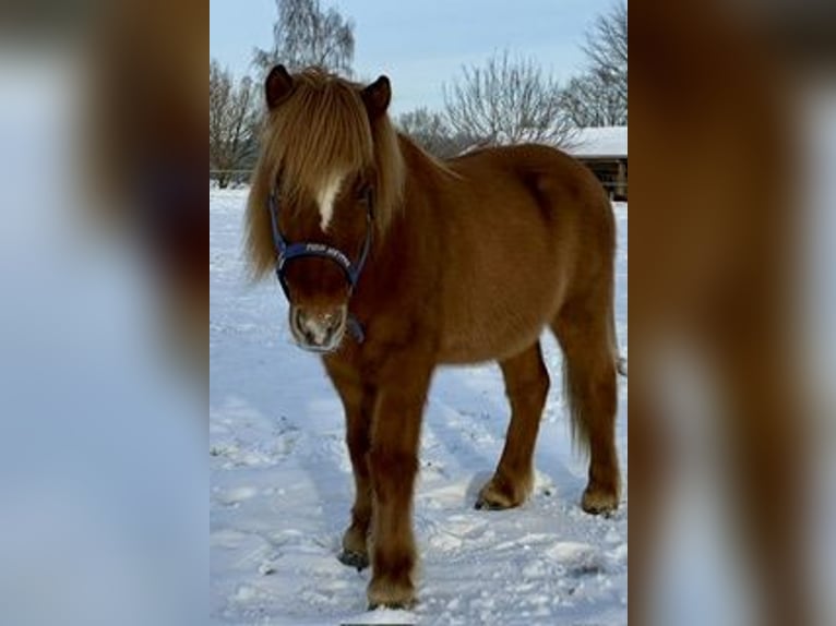 Pony Islandese Castrone 11 Anni 137 cm Sauro in Melle