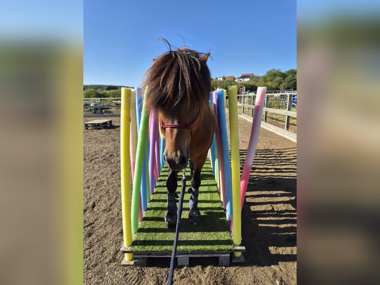 Pony Islandese Castrone 11 Anni 138 cm Baio in Herborn