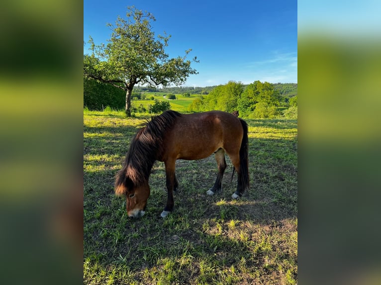 Pony Islandese Castrone 11 Anni 139 cm Baio in Oberstenfeld