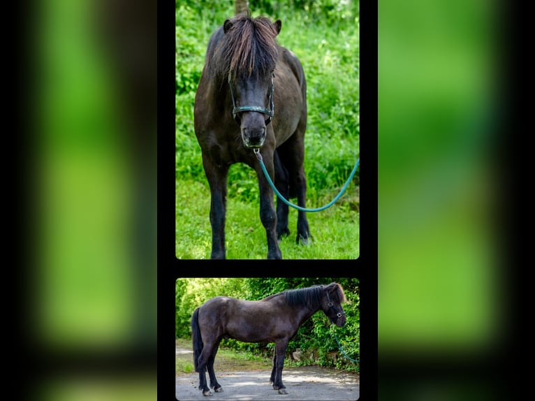 Pony Islandese Castrone 11 Anni 139 cm Morello in Bad Driburg