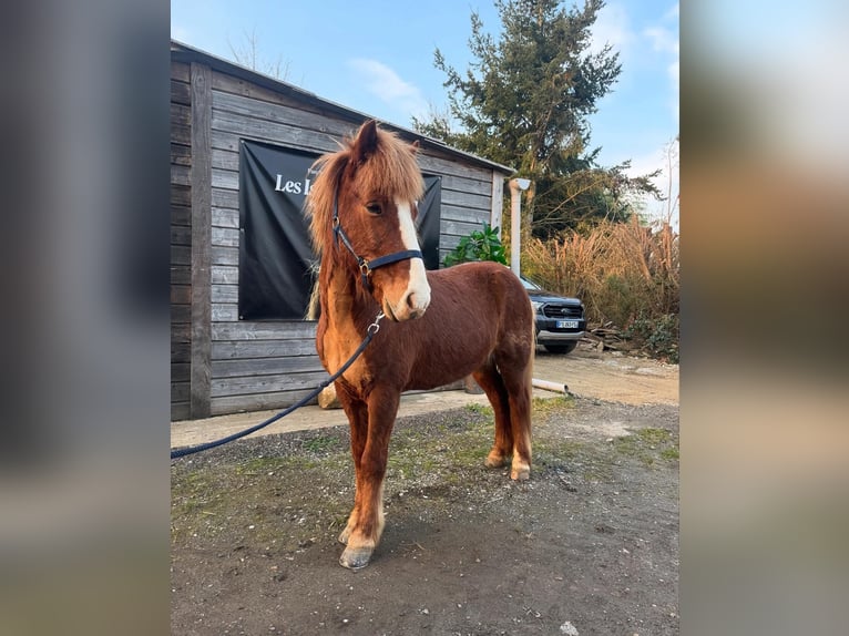 Pony Islandese Castrone 11 Anni 139 cm Sauro in Condécourt