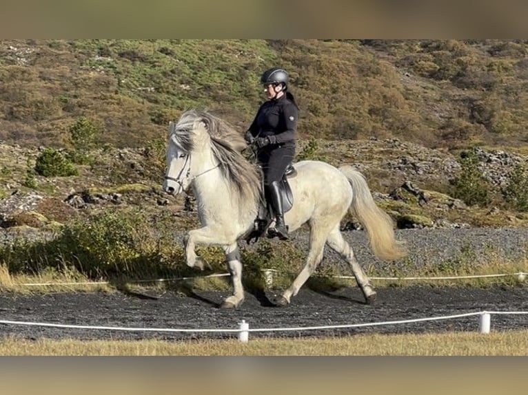 Pony Islandese Castrone 11 Anni 140 cm Grigio in Schneverdingen
