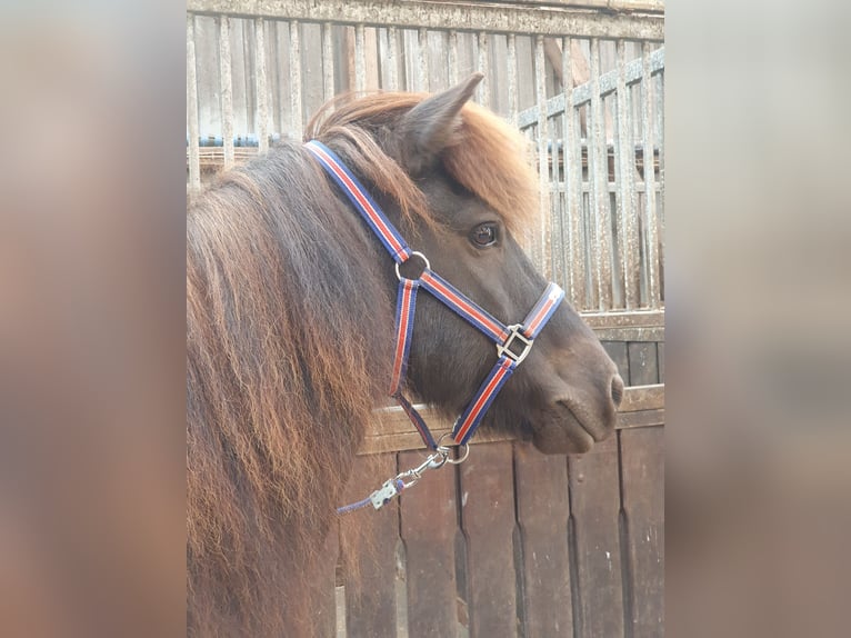 Pony Islandese Castrone 11 Anni 140 cm Morello in Wiemersdorf