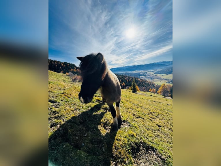 Pony Islandese Castrone 11 Anni 140 cm Pezzato in Mariapfarr