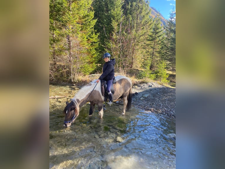 Pony Islandese Castrone 11 Anni 140 cm Pezzato in Mariapfarr