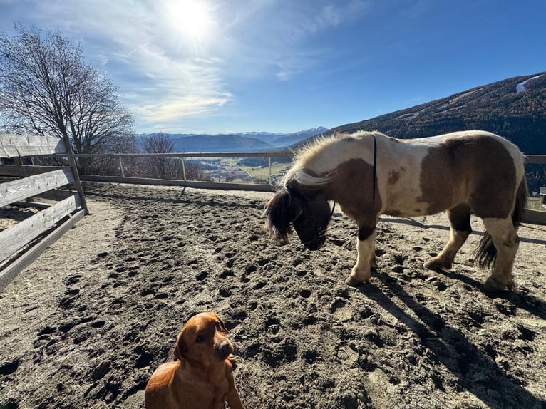 Pony Islandese Castrone 11 Anni 140 cm Pezzato in Mariapfarr