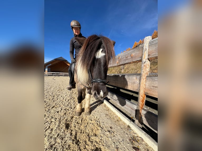 Pony Islandese Castrone 11 Anni 140 cm Pezzato in Mariapfarr